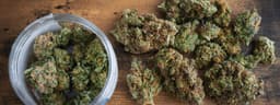 Best-Selling Cannabis Strains in Missouri Best-Selling Cannabis Strains in Missouri