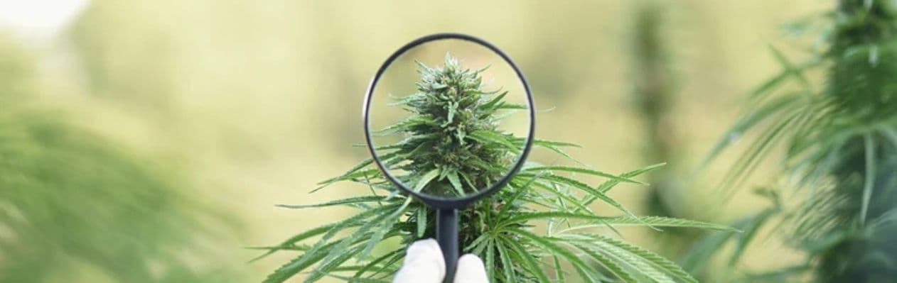 Know What’s in Your Cannabis Know What’s in Your Cannabis