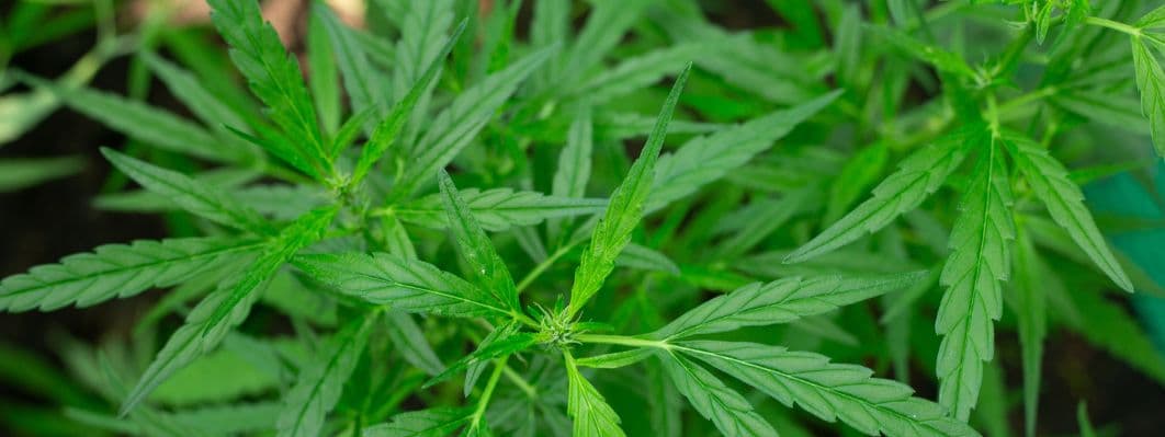 MHW changing Missouri Cannabis Industry MHW changing Missouri Cannabis Industry