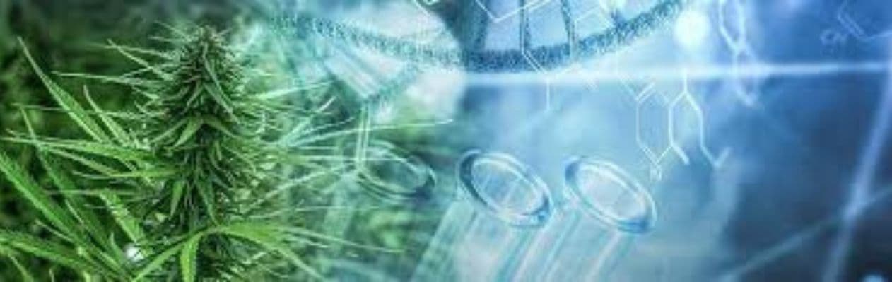 The Science of Cannabis Terpenes: Unlocking Flavor, Aroma, and Effects The Science of Cannabis Terpenes: Unlocking Flavor, Aroma, and Effects