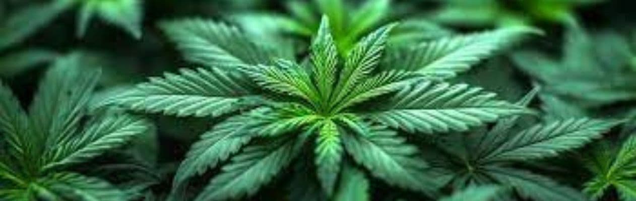 MHW’s Guide to Cannabinoids: CBD, CBG, CBN MHW’s Guide to Cannabinoids: CBD, CBG, CBN