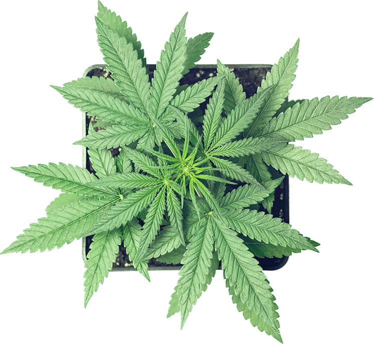 Cannabis Planter