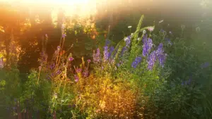 Field of flowers