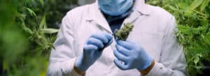 Person in Lab Coat Inspecting Cannabis Flower